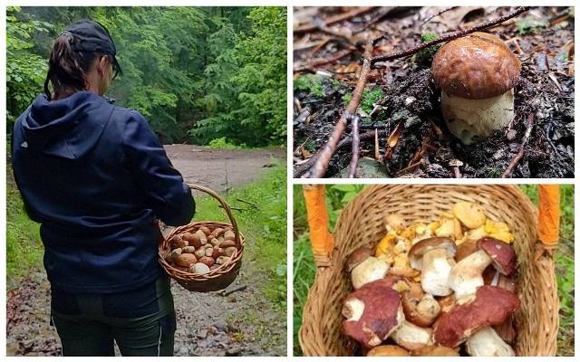 Pogoda sprzyja grzybiarzom. Warty wybrać się na grzybobranie. Zobacz, gdzie na Sądecczyźnie można trafić na prawdziwki i nie tylko