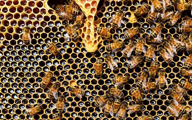 Koegzystencja - podstawa w relacjach pszczelarzy i rolników. Owad poprawia plon