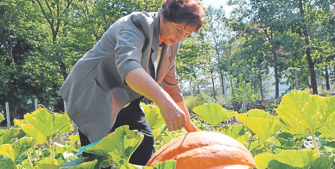 Wanda Matras od 15 lat zajmuje się uprawą egzotycznych roślin na ogródku niedaleko domu.  Na ziemi najsłabszej szóstej klasy rosną ogromne dynie, arbuzy,