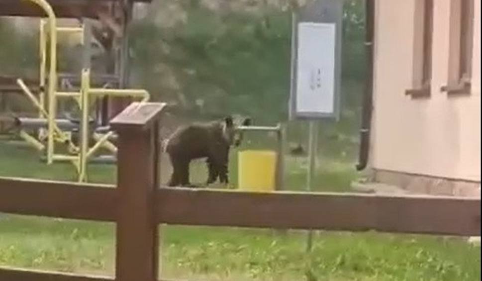 Film do artykułu: Niedźwiedź grasuje w gminie Solina. Wchodzi na posesje i do kurników. Wszedł nawet na teren przedszkola! [ZDJĘCIA, WIDEO]