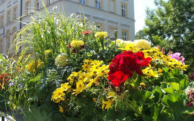Najlepsze kwiaty na słoneczny balkon. Poznaj rośliny, które nie boją się upału. Zobacz, co posadzić na balkonie od południa lub zachodu