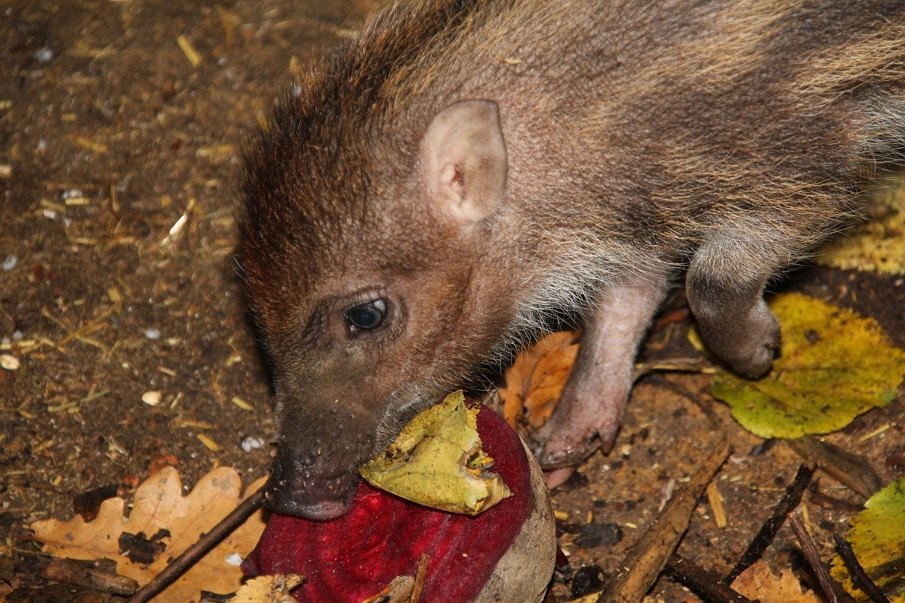 Poznań Nowe zwierzęta w zoo. Zobacz, co się urodziło