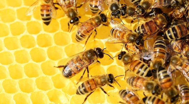 Co wiesz o pszczołach i miodzie? [QUIZ]
