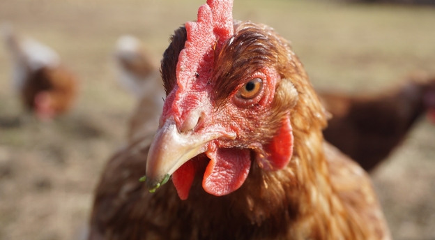 [QUIZ]: Co wiesz o kurach, gęsiach i kaczkach? Sprawdź swoją wiedzę w zakresie drobiu! 