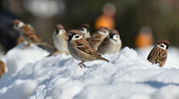 Czyżby to był czyżyk? Te ptaki zobaczysz zimą w Polsce. Znasz je wszystkie?