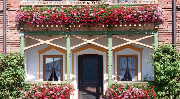 Czy znasz te kwiaty balkonowe? Sprawdź!