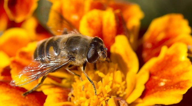QUIZ. Jak dużo wiesz o pszczołach? 