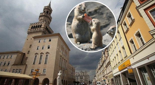 Jak wysoka jest Wieża Piastowska? Jak dobrze znasz Opole i okolice? [QUIZ]