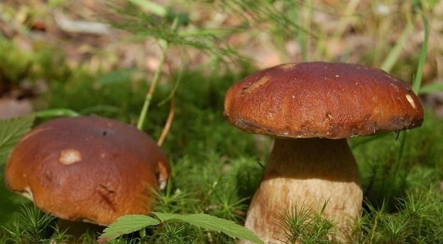 Sprawdź, jak dobrze znasz grzyby zbierane w polskich lasach (ZDJĘCIA)