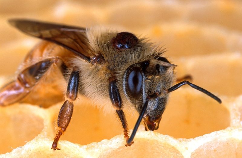 Ile istnieje gatunków pszczół?