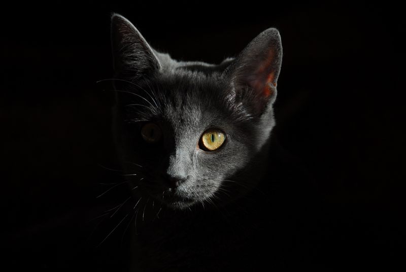 Zacznijmy od rozgrzewki: Pani X ma dzisiaj pecha, bo drogę przeciął jej czarny kot. Pani X urodziła się pod znakiem raka, dokładnie 04.07.1972 o godzinie 14:20. Pytanie brzmi - jak ma na imię kot? 