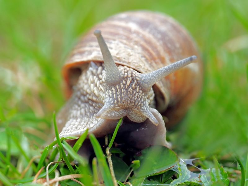 Niejasna interpretacja przepisów unijnych sprawiła, że ślimaka winniczka można było uznać za: