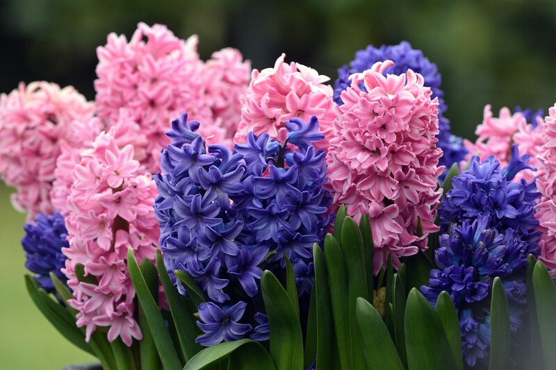 Mają kolorowe kwiaty i pięknie pachną: