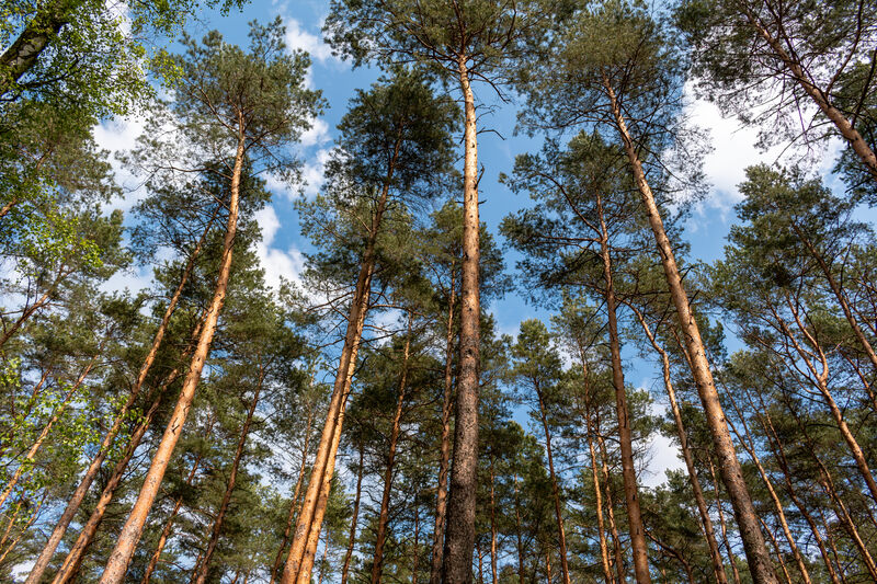 Jaki gatunek drzewa dominuje w lasach województwa lubuskiego?