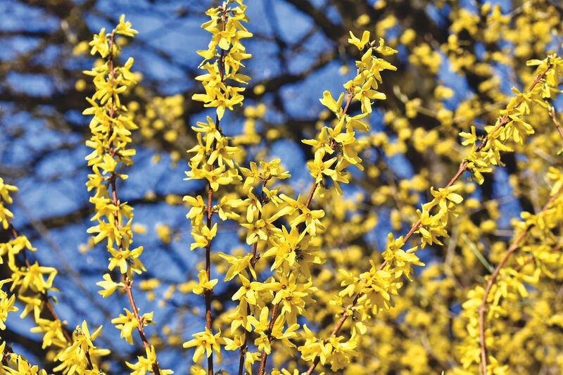 Kwitną na żółto bardzo wczesną wiosną. Można z nich tworzyć żywopłoty. Są to:
