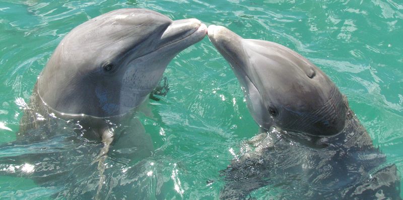Dwa delfinki zawieszone na szyi sprawią, że: