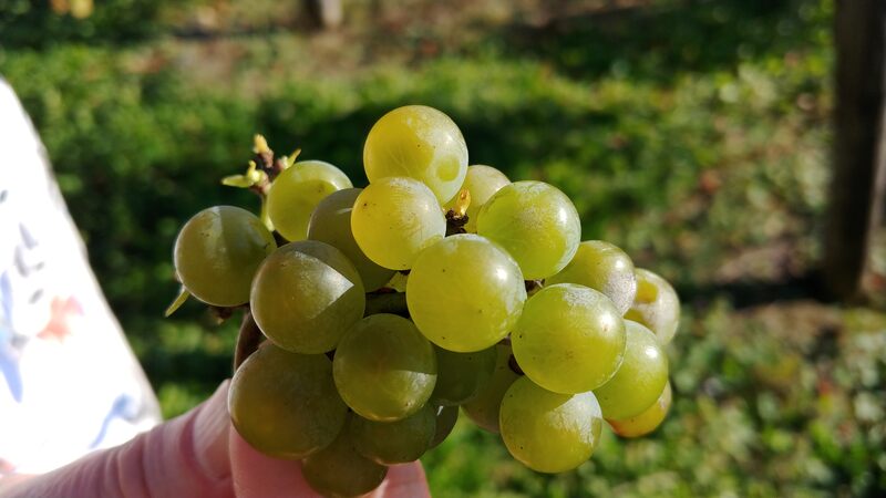 Czy białe wino powstaje tylko z białych (zielonych) winogron?