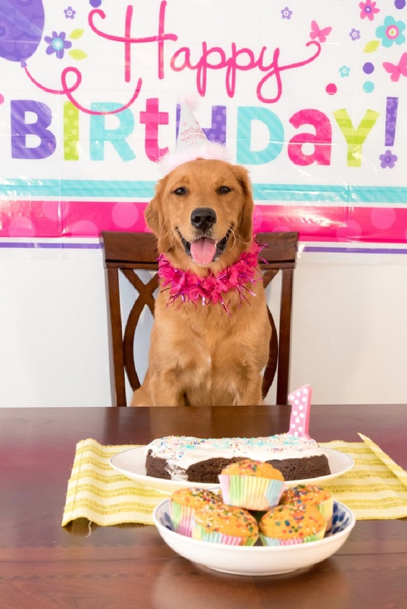 Czy zdarzyło ci się świętować urodziny psa?