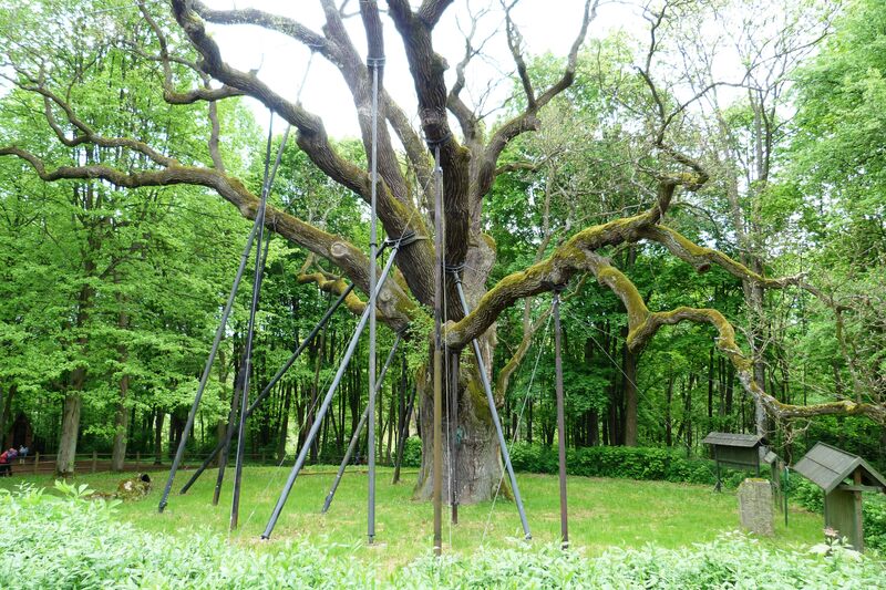 Które z pomnikowych drzew nie rośnie w województwie lubuskim?