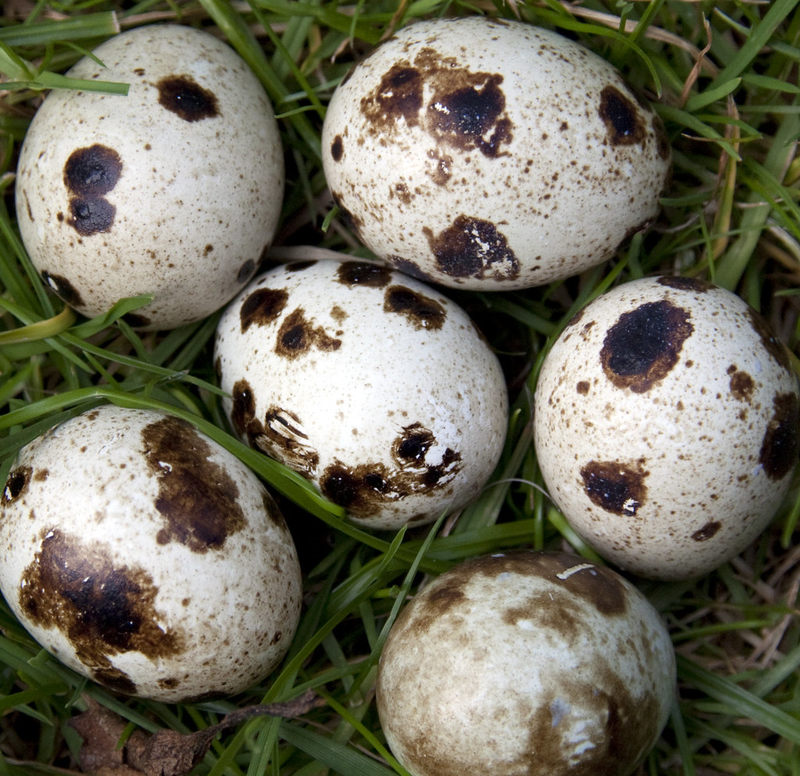 Co się może wykluć z tych jajek?