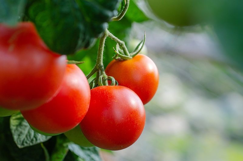 Można jeść pomidory albo ogórki bezpośrednio po wykonaniu oprysków.
