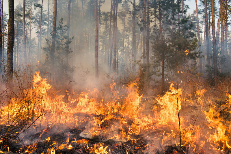 Najczęstszą przyczyną powstawania pożarów lasu są: